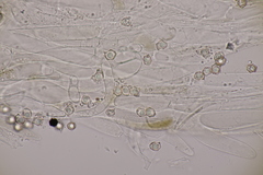 Entoloma