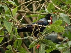 Prosthemadera novaeseelandiae novaeseelandiae