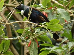 Prosthemadera novaeseelandiae novaeseelandiae