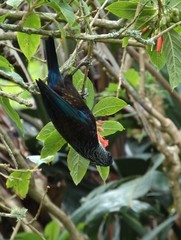 Prosthemadera novaeseelandiae novaeseelandiae