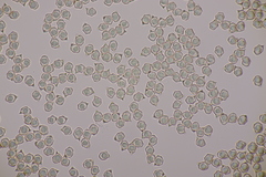 Entoloma