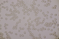Entoloma