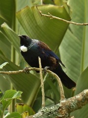 Prosthemadera novaeseelandiae novaeseelandiae