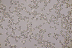 Entoloma