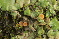 Octosporopsis nicolai