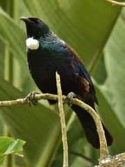 Prosthemadera novaeseelandiae novaeseelandiae