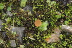 Octosporopsis nicolai