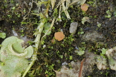 Octosporopsis nicolai