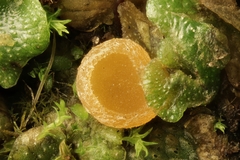 Octosporopsis nicolai