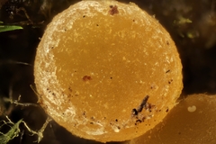 Octosporopsis nicolai