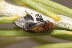 Bathyllus albicinctus