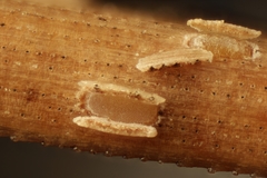 Cyclaneusma niveum
