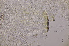 Cyclaneusma niveum