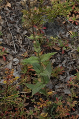 Silene viscosa
