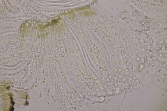 Cyclaneusma niveum