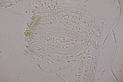 Cyclaneusma niveum