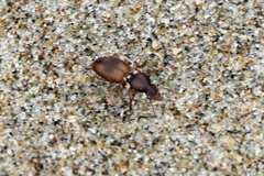 Akephorus marinus
