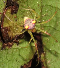 Spintharidius rhomboidalis