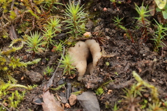 Geopora