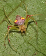 Spintharidius rhomboidalis