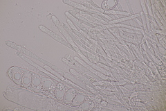 Geopora
