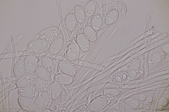 Geopora