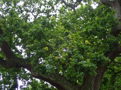 Quercus