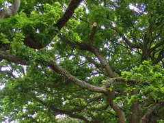 Quercus