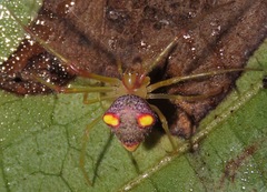 Spintharidius rhomboidalis