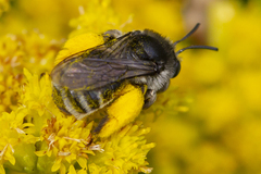 Melissodes illatus