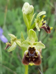 Ophrys bornmuelleri