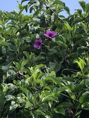 Ipomoea pedicellaris