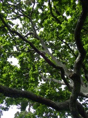 Quercus
