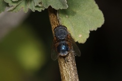 Calliphora dubia