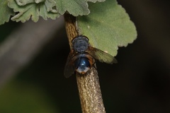 Calliphora dubia