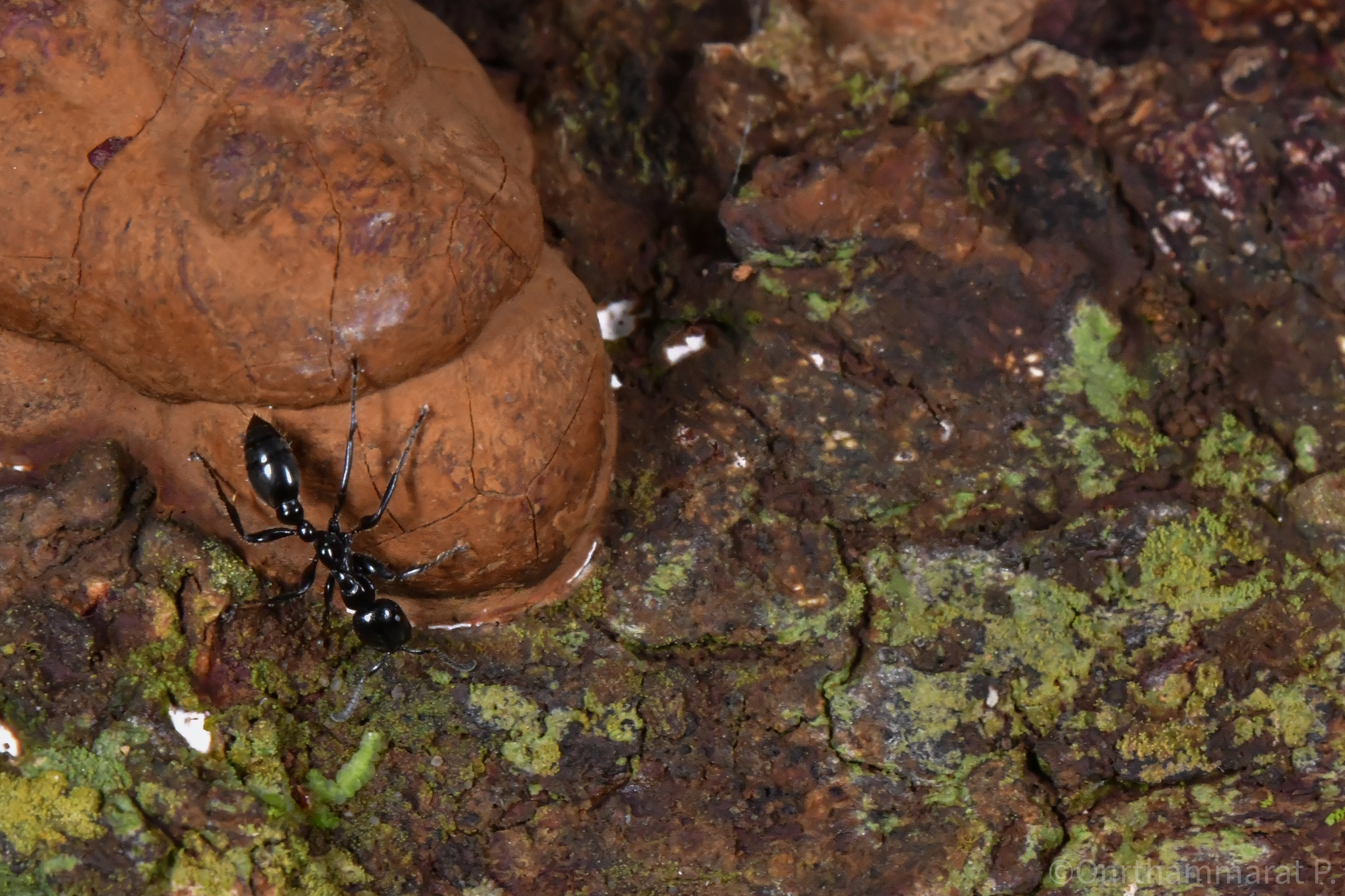 Tetraponera attenuata