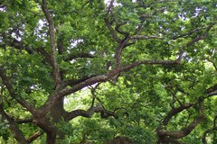 Quercus