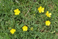 Ranunculus