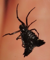 Micrathena triangularis