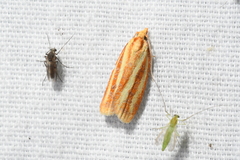 Sparganothis tristriata