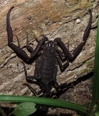 Tityus obscurus