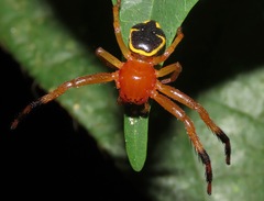 Stephanopoides simoni