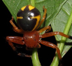 Stephanopoides simoni