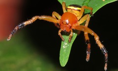 Stephanopoides simoni