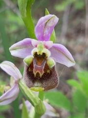 Ophrys bornmuelleri
