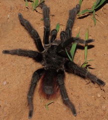 Acanthoscurria chacoana
