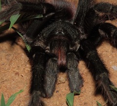 Acanthoscurria chacoana