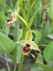 Ophrys bornmuelleri