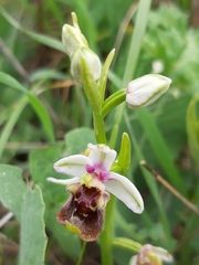 Ophrys bornmuelleri