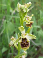 Ophrys bornmuelleri